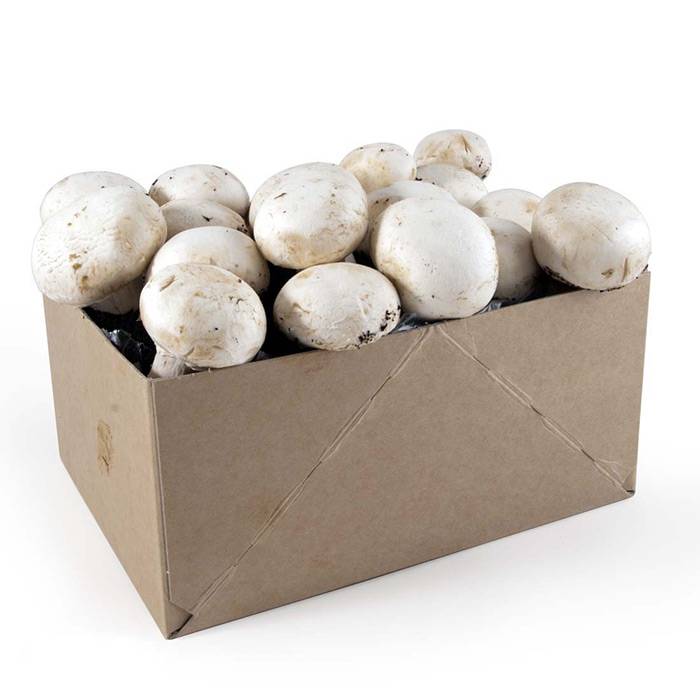 Kit de culture pour champignons blancs de paris bio 25x20x15 cm : Kits  potagers prêts-à-l'emploi RADIS ET CAPUCINE potager et verger - botanic®