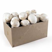 coffret-decouverte-faire-pousser-ses-champignons