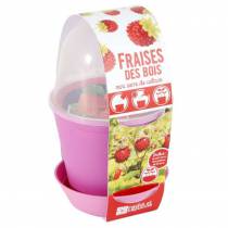 Pot cloche Fraisiers - Radis et Capucine