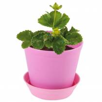 Pot cloche Fraisiers - Radis et Capucine