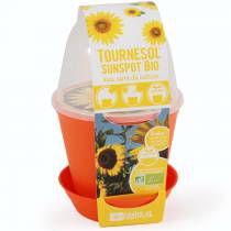 tournesol-a-faire-pousser-a-la-maison-radis-et-capucine